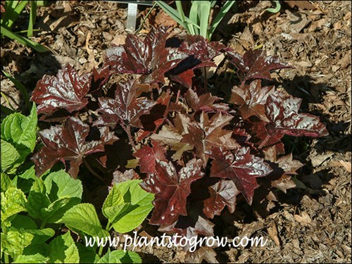 Burnished Bronze Heucherella
This plant was growing in the full sun and was provided with ample water.